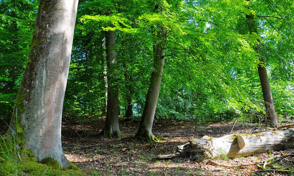Pflegerin Miniarsch Wald Onanieren